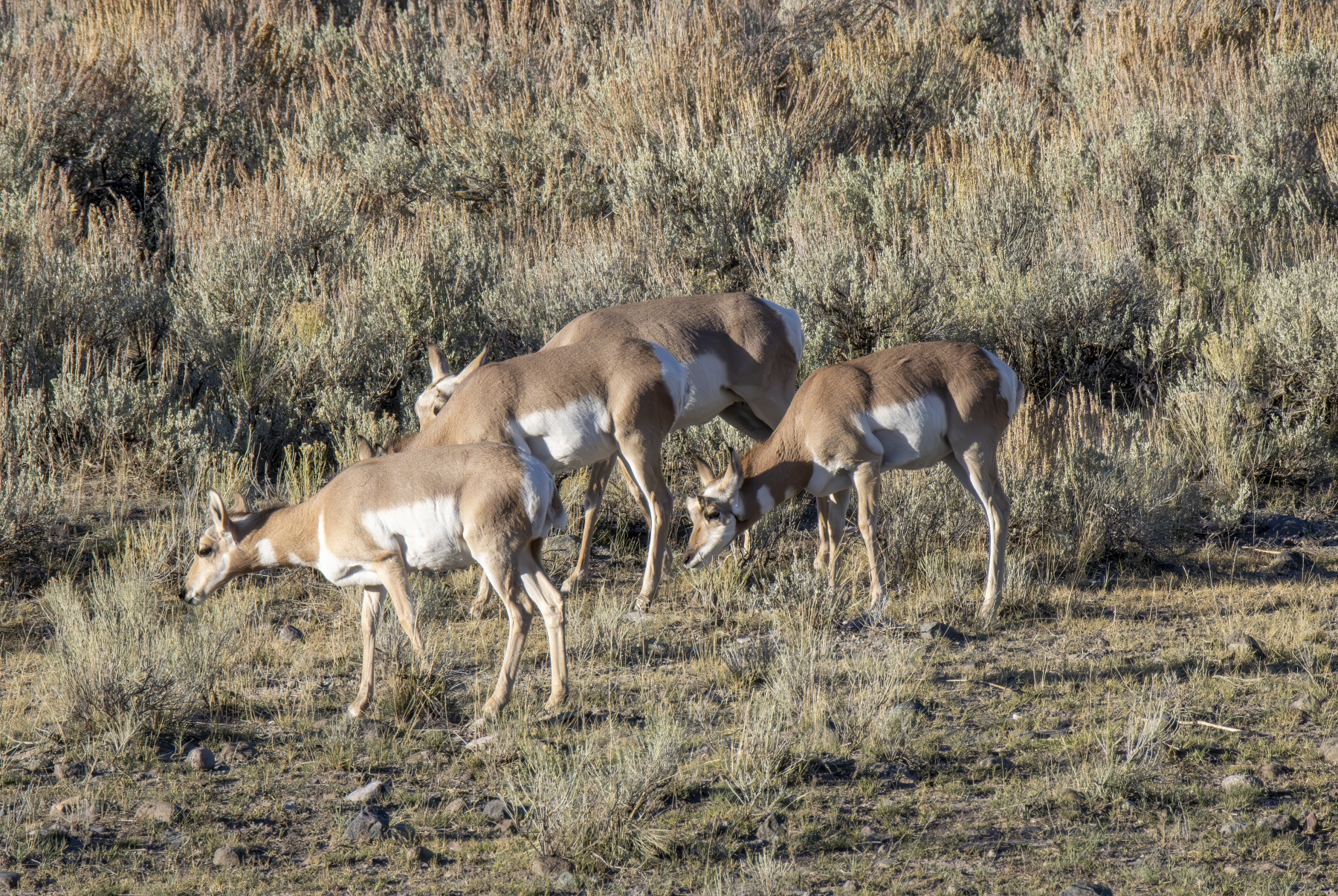 Pronghorn Antilope, Yellowstone National Park